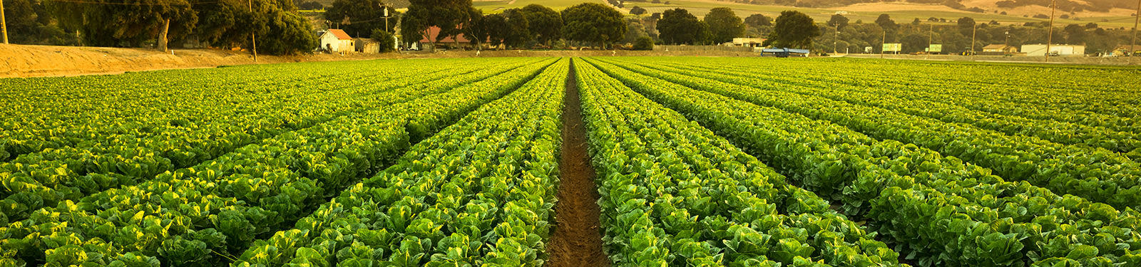Agrochemical